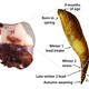A 250,000-year-old Neanderthal tooth yields an unprecedented record of the seasons of birth, nursing, illness, and lead exposures over the first three years of this child’s life.
